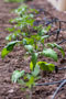 A variety of tomato plants line the garden outside the Lifelong Education Center