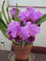 ESC orchid collection a stunning teaching tool