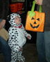 A young dalmatian tries to 'spot' what's in the bag