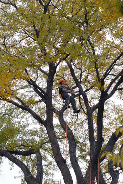 Jeremy D. Vonada, an ornamental horticulture: landscape technology emphasis student from Belleville, demonstrates tree-climbing near the Parkes Automotive Technology Center.
