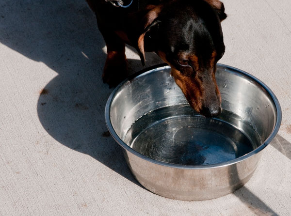 Obie, a dachshund owned by counselor Mary L. Lee Kelly, beats the heat with a cool quaff.
