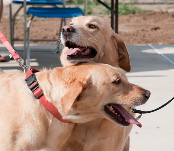 Lady and Daisy, a Labrador mix owned by Stacey J. Brown, secretary to the director of grants and contracts