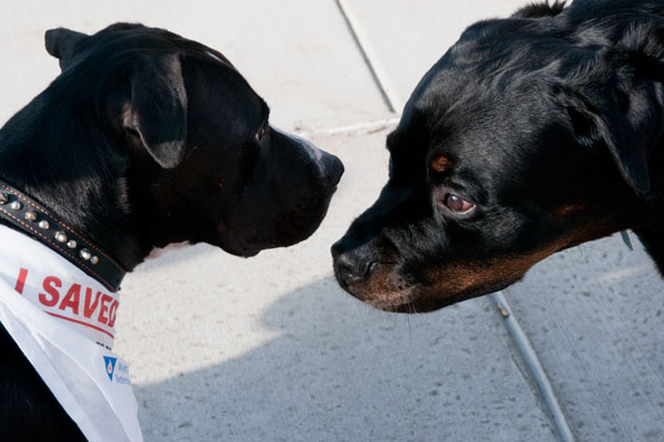 A meeting of the minds between Boss (left), a Rottweiler owned by Paul A. Babe Mayer, associate professor of fitness and lifetime sports; and Axle, an American Staffordshire Terrier belonging to Jennifer A. George, student development information specialist.