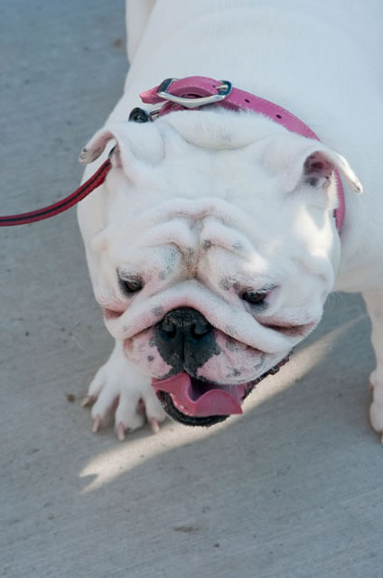 Lola, an English bulldog owned by Roy P. Fontaine, psychology professor