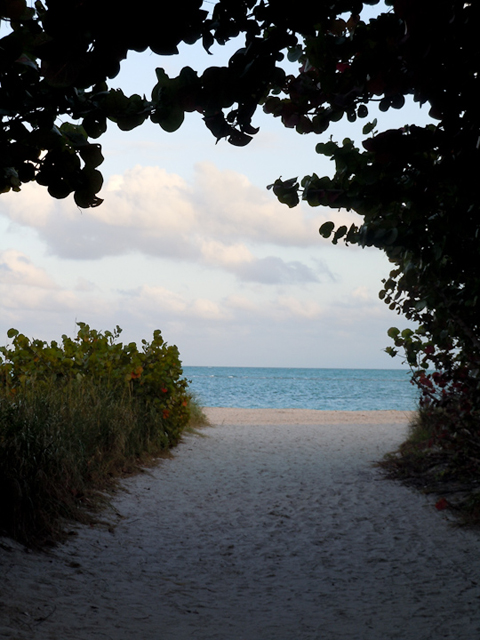 Biscayne Bay peeks through a tree-covered trail.