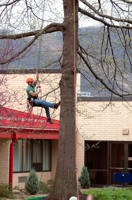 In the heart of Penn College's main campus, a forest technology student demonstrates the tree-climbing skill required of an urban forester.