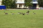 Canada geese visit future library site