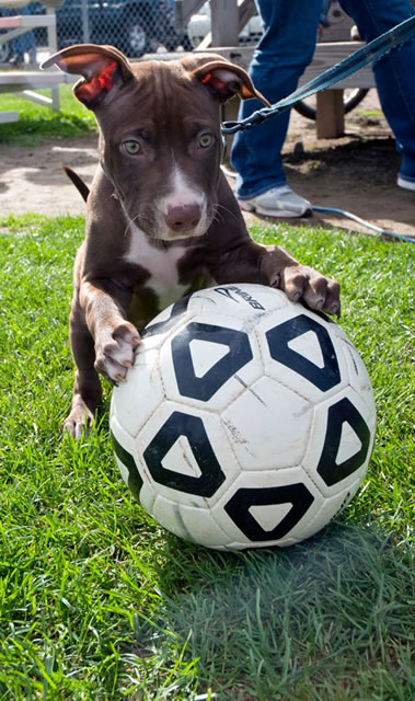 Jaxx, a Wildcat-friendly pit bull puppy owned by student Eric Goeringer, plays with a soccer ball during Saturday's men's game against Penn State Mont-Alto.
