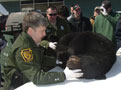 Examining the bear's teeth and health
