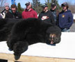 A closer look at the tranquilized bear