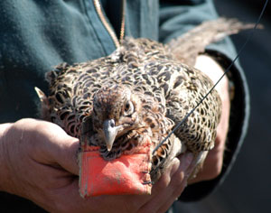 A pheasant hen is outfitted with a radio collar to aid tracking by students.