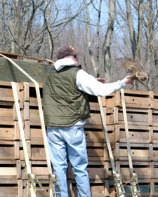 Student releases pheasant hens from atop a Pennsylvania Game Commission truck.