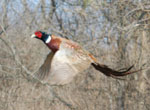 A colorful pheasant cock takes wing