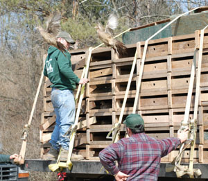 A pair of hens flies free.
