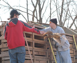 Pheasants - and feathers - fly in Wildlife Management lab.