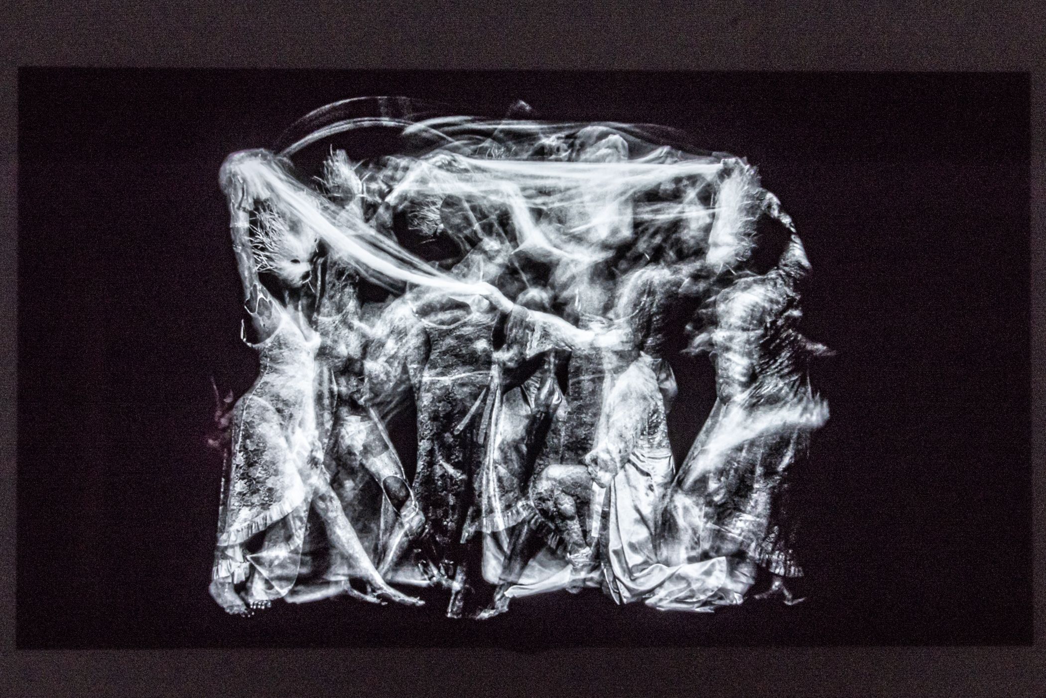 Dryads,	single-panel OLED installation, photographic imagery on 5:00 video loop