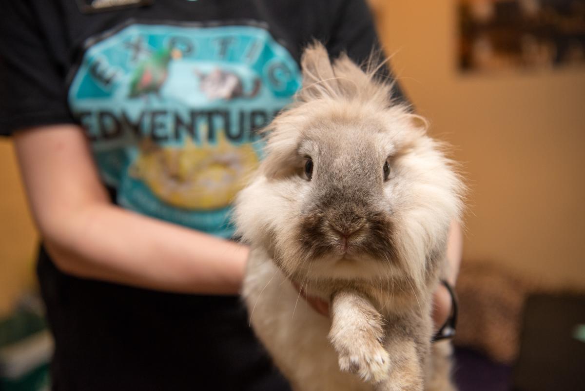 A decidedly adorable Exotic Edventures animal ambassador: Wally, a 7-year-old lionhead mix rabbit 