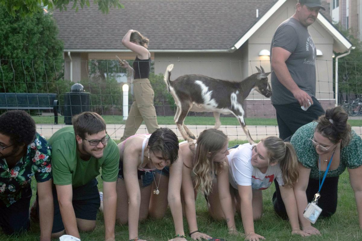 Surefire winners on the Penn College campus are goats ...