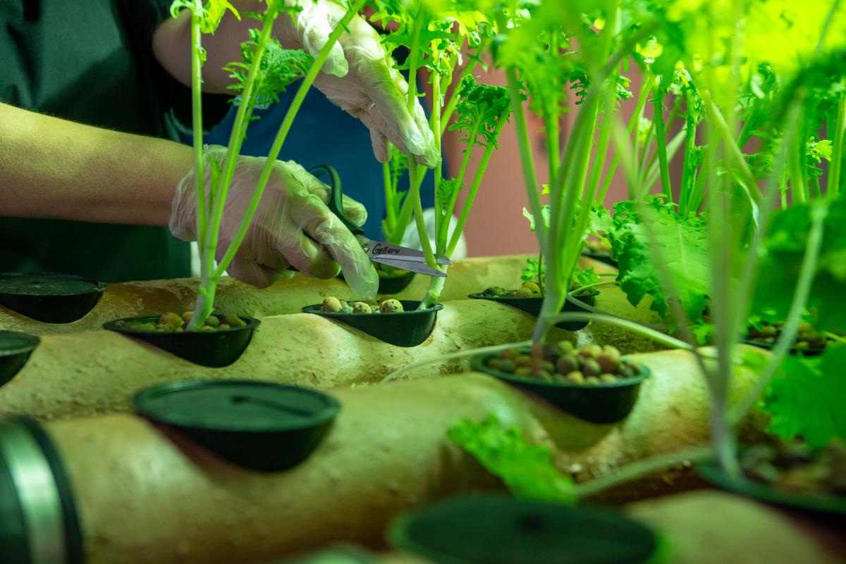 Carefully cutting the garden greens