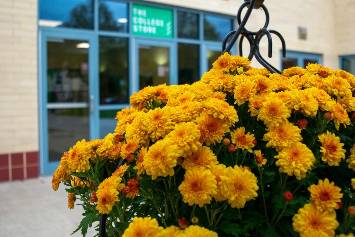 Aesthetically pleasing chrysanthemums enhance a side entry to the Bush Campus Center.