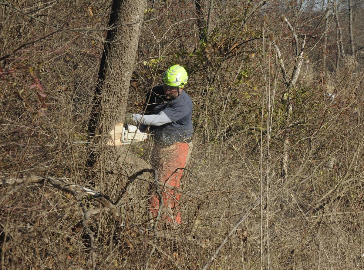 Jeremiah J. Howe, a work study student enrolled in forest technology, brings down a tree along an access road. Standing nearby, fresh from their own workday of site preparation, were Wyatt C. Forest, laboratory assistant for horticulture, and Nathan D. Avery, laboratory assistant for forest technology.