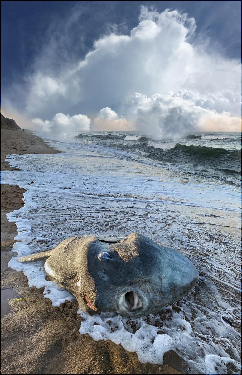 A blended photo shows a fish lying on a beach with a cloudy sky in the background.