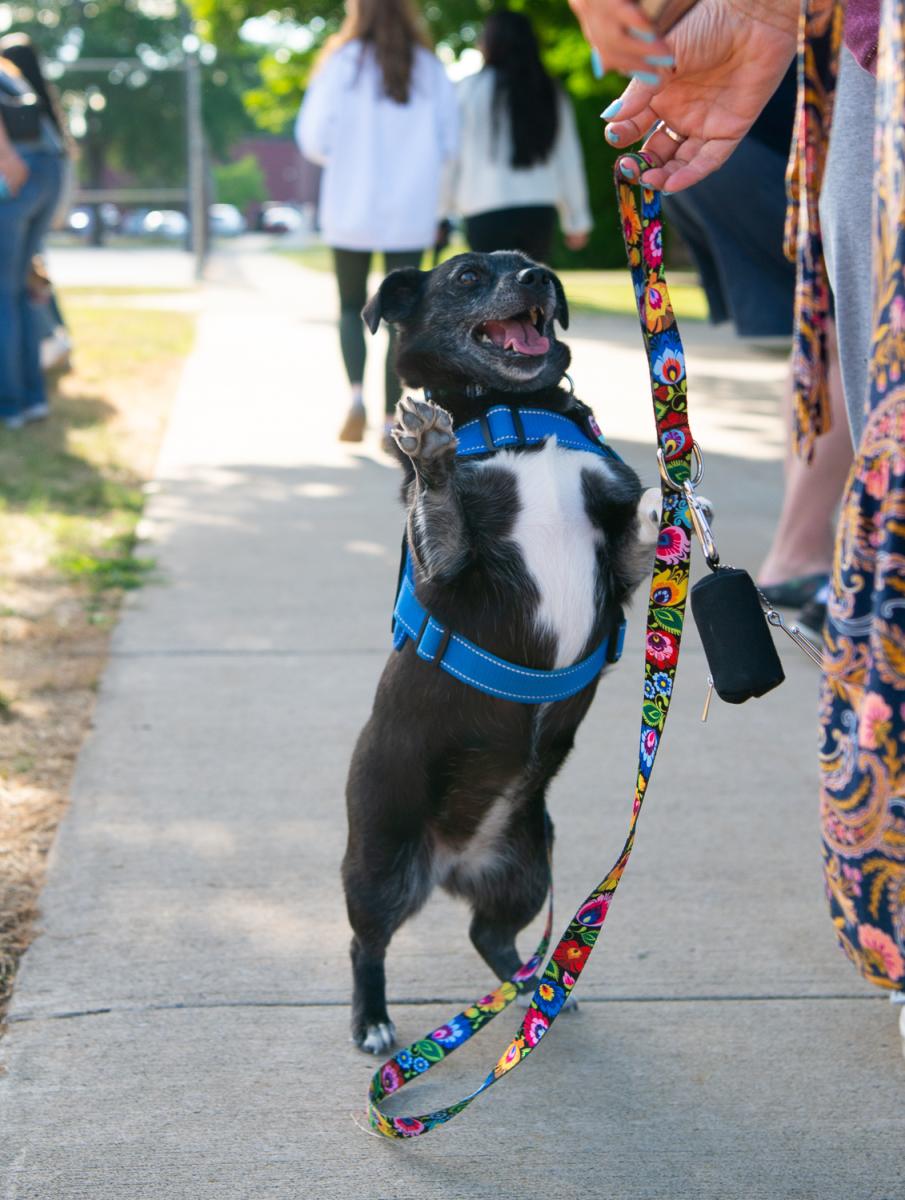 A small black-and-white dog stands on its hind legs, with one front paw reaching up.