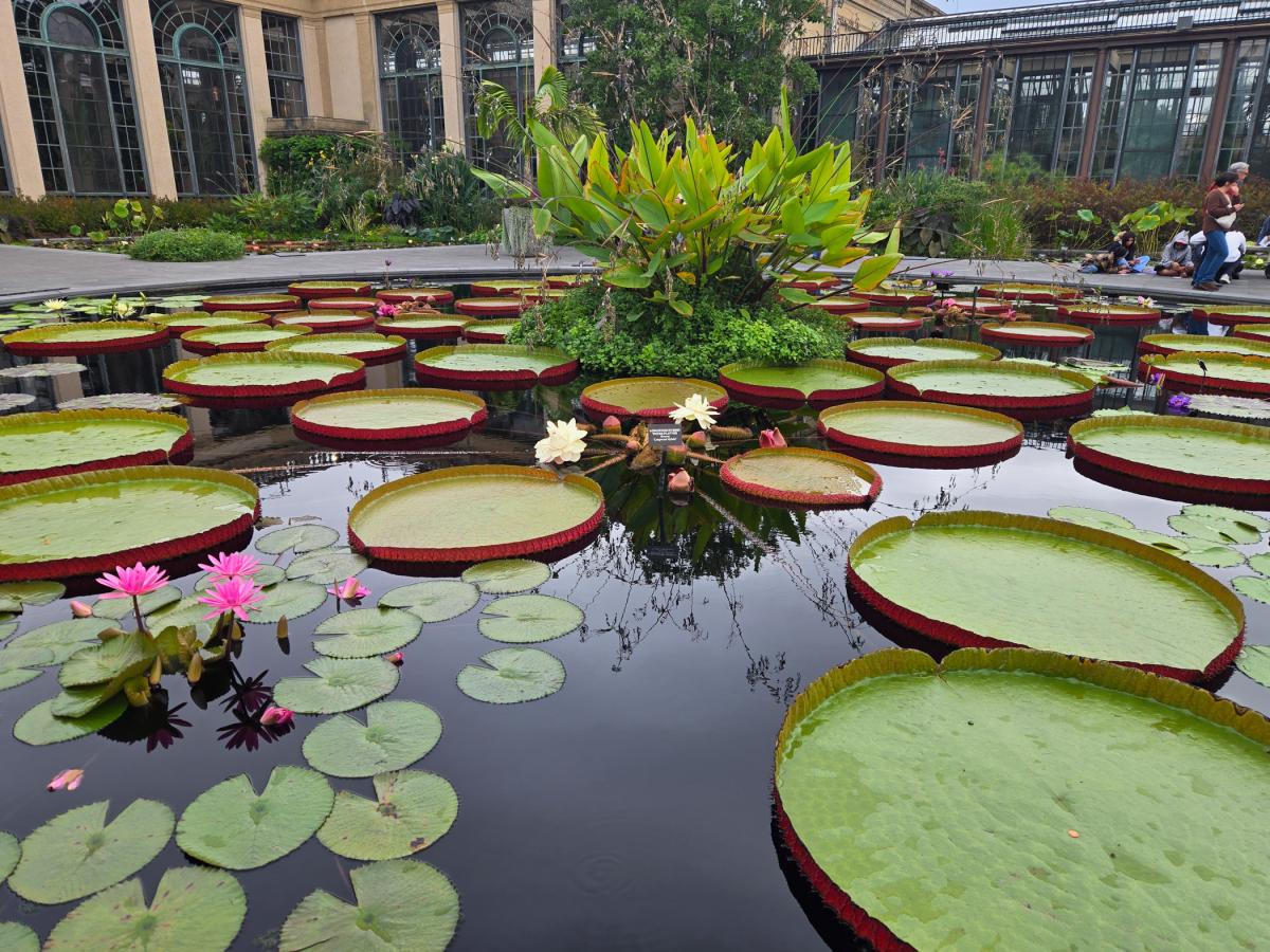 A pool covered in water lilies of various sizes