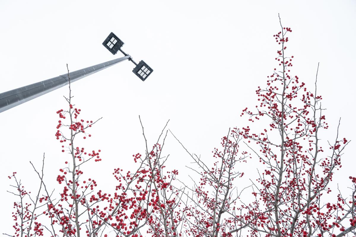 Red berry bushes in snow.