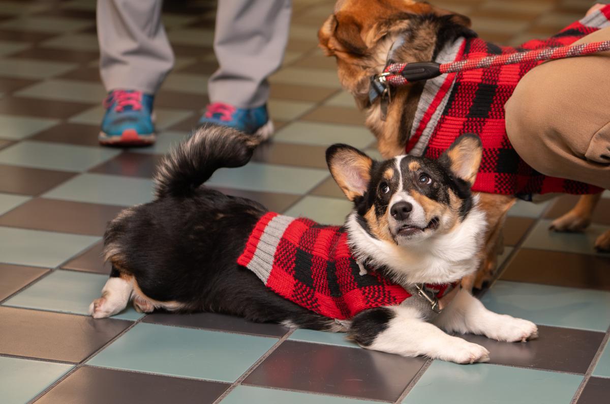 A small black-and-white dog in a red plaid sweater lies stretched out on a tiled floor while another dog in a matching sweater stands nearby, held on a leash.