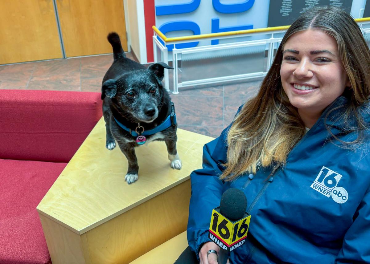A small dog stands on an end table next to a woman seated in a chair wearing a WNEP-TV jacket and holding a microphone.