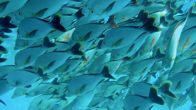 A school of fish near the Tuamotu Islands in French Polynesia. Photo courtesy of Dorothea III