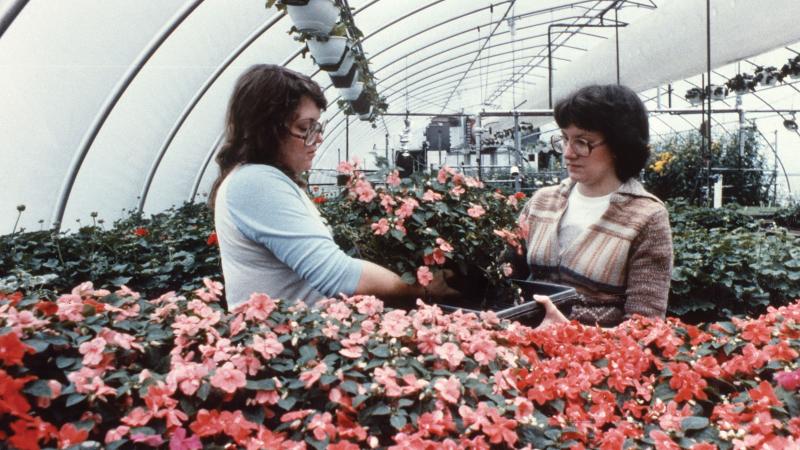 circa 1985: Floral design students produce plants for sale to the public.