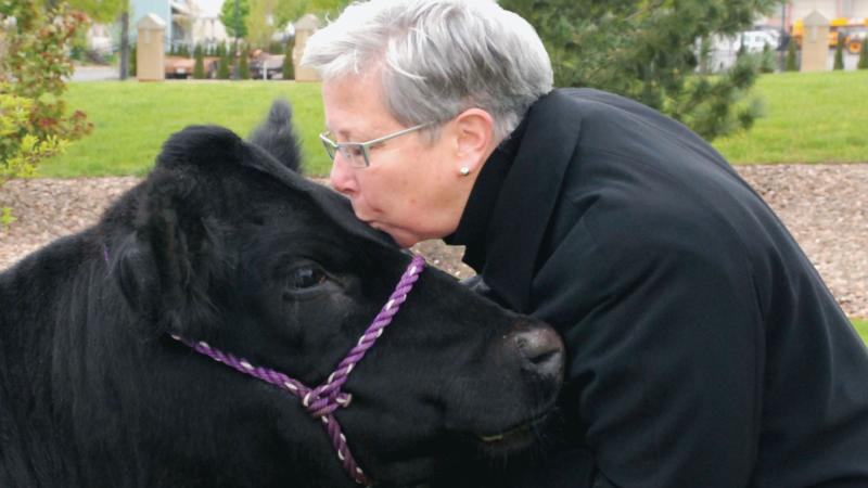 ... fulfills a 2012 vow to kiss a cow as part of a student fundraising effort ...