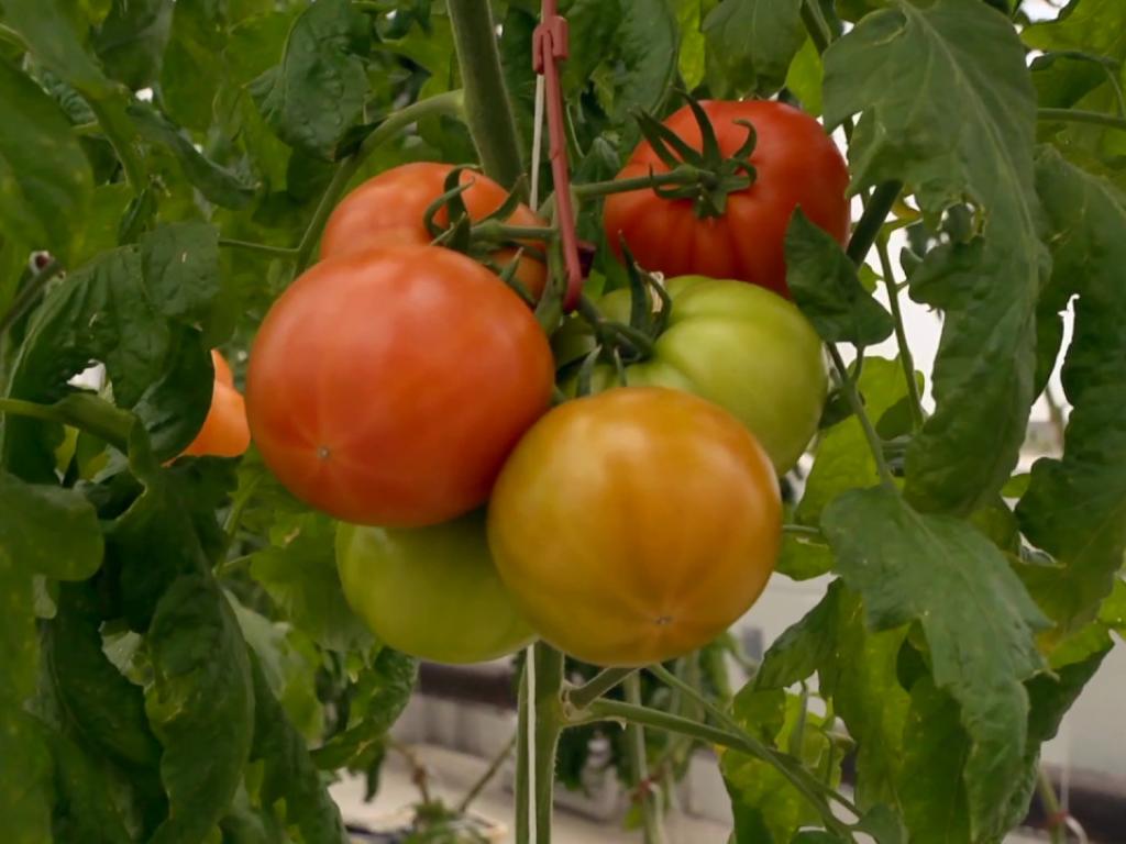Hydroponic Garden Yields Vegetables and Inspiration
