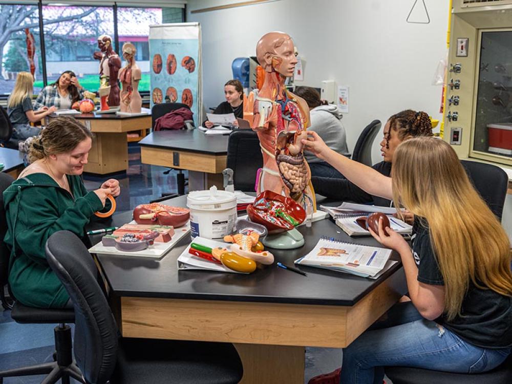 Anatomy & Physiology Labs