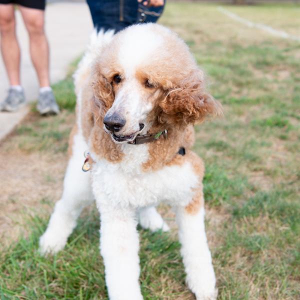 A brown and white, curly-haired dog