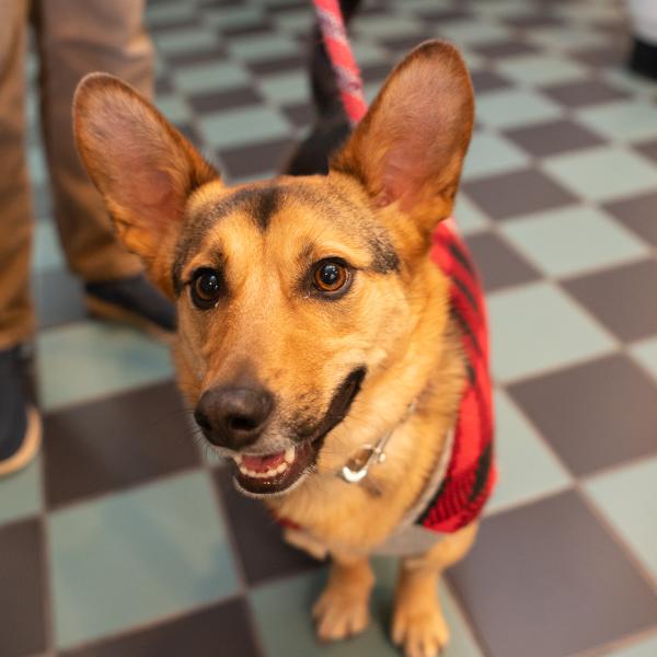 A dog wearing a red plaid sweater sits on a tiled floor, looking forward while being held on a leash.