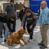 Eric L. Anstadt, instructor of electrical technology/occupations, brought along Gibora, a Dogue de Bordeaux (and an endearing recipient of affection).