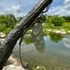 Close-up of a welded metal sculpture shows a metal insect perched on a metal branch in front of the pollinator pond at the Arboretum at Penn State.