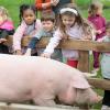 Preschool-aged children reach over a short wooden fence to pet a pig.