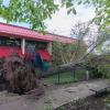 Campus Trees Bear Brunt of Nature's Fury