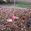 Fallen Leaves Invite Child's Play