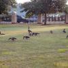 Winged Welcoming Committee Greets Morning Arrivals to Campus